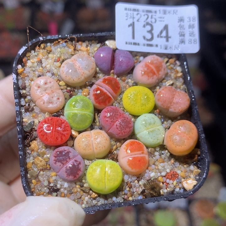 精品生石花225.134