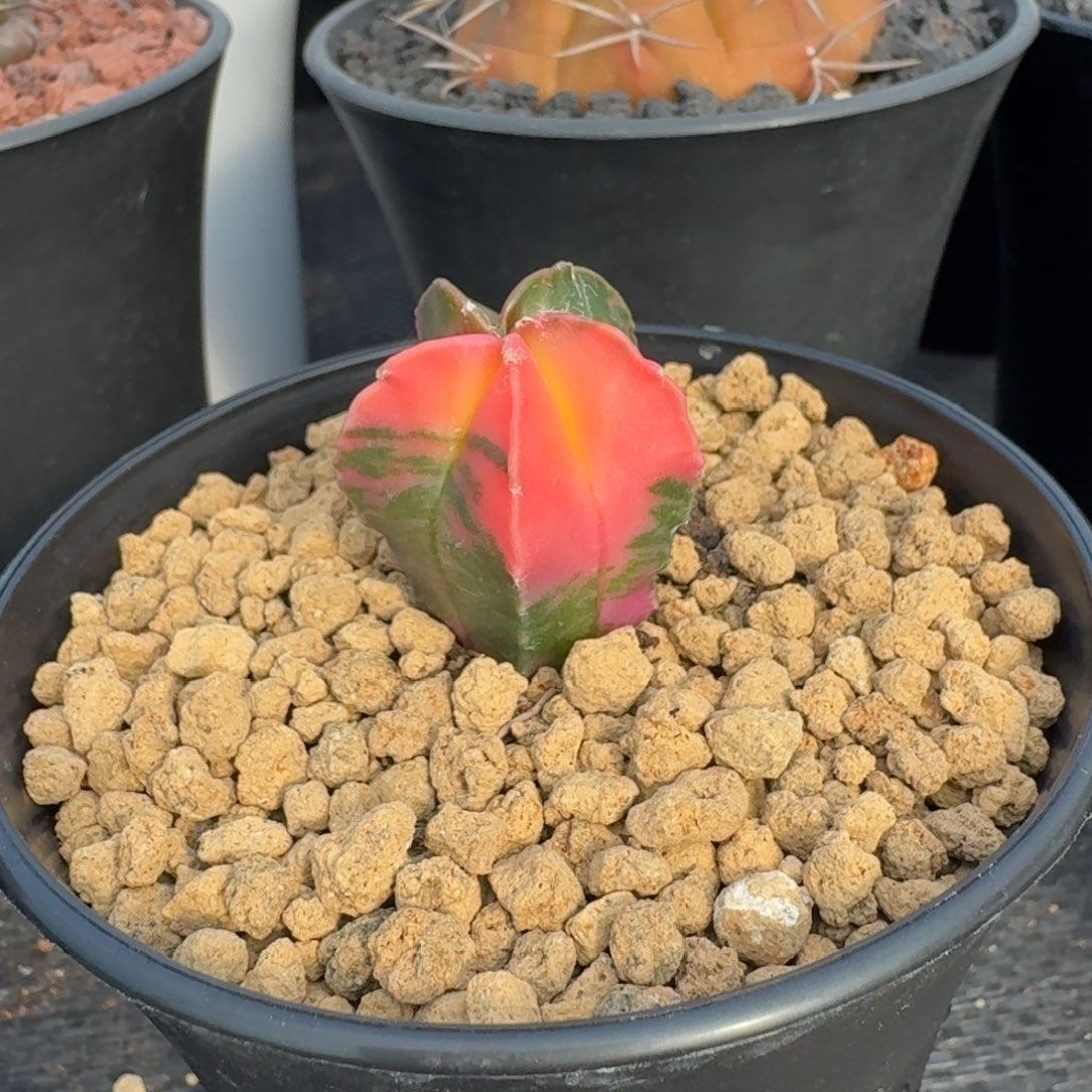 仙人球鸾凤玉锦实生