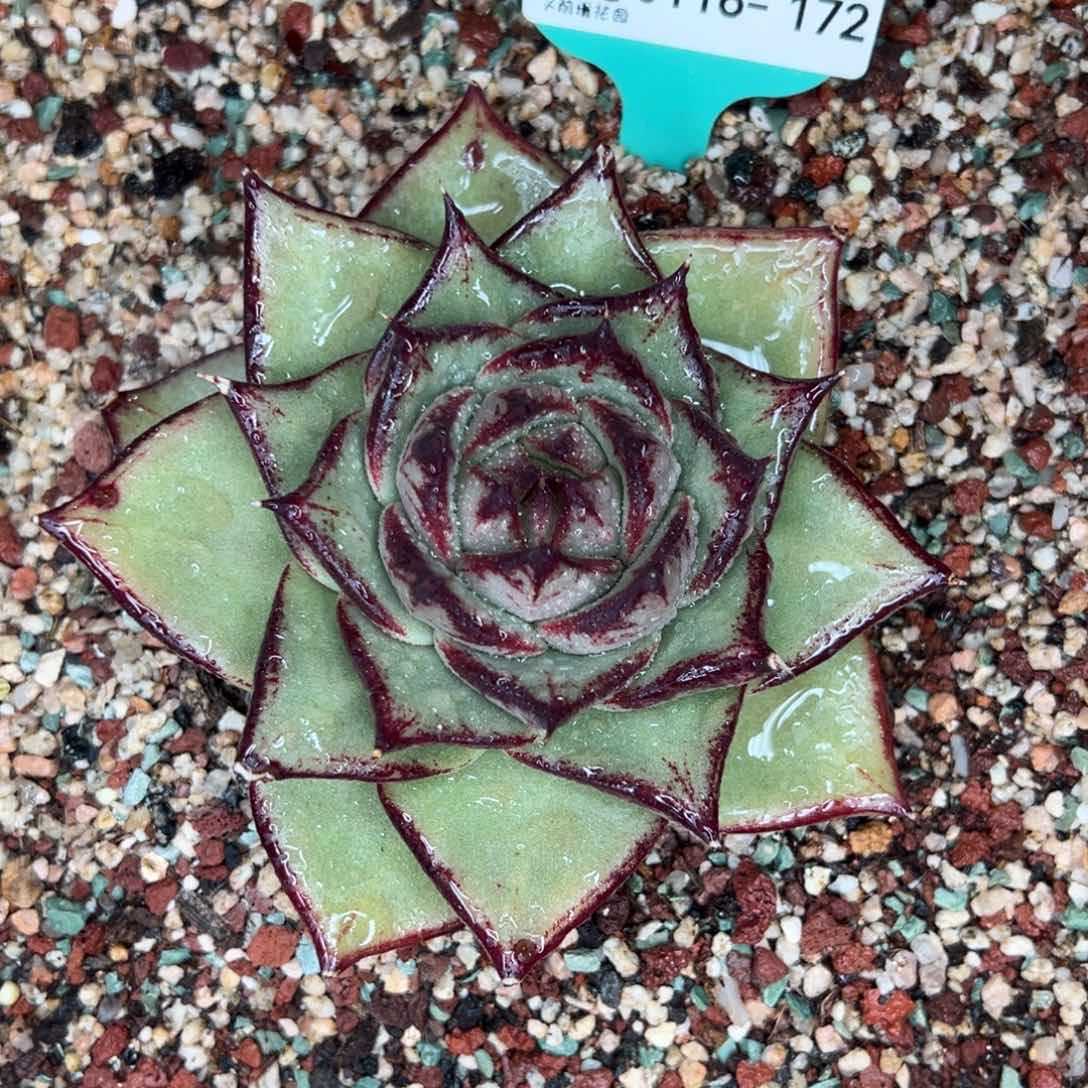 从前慢多肉精选超好0116.172