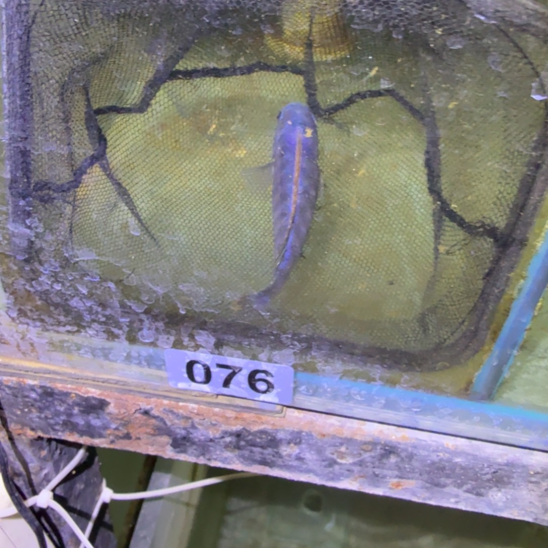 灵***者慈鲷鱼76号松比西勾鼻10