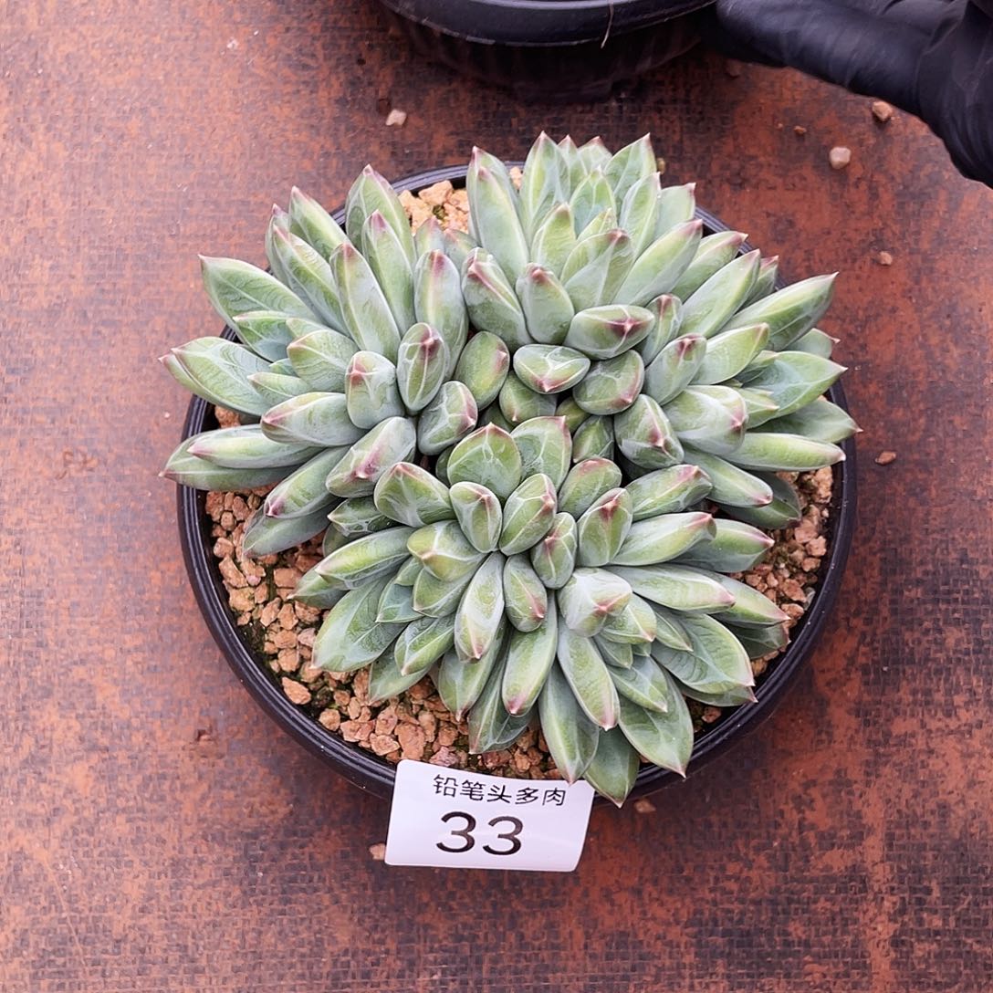 -***y郁金香。    33。     