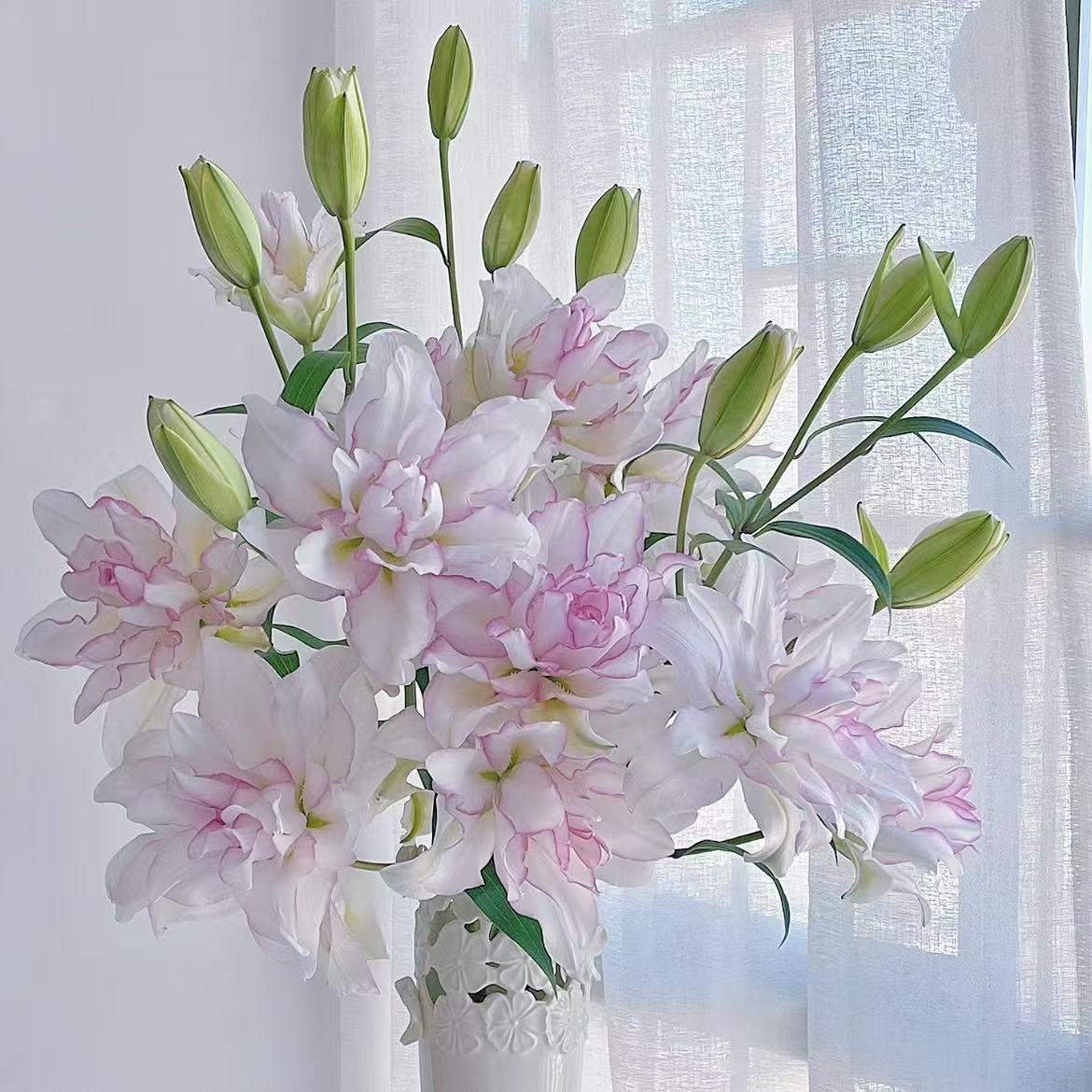 【A级冰美人百合树】粉边百合树 品质鲜花系顺丰1单包邮