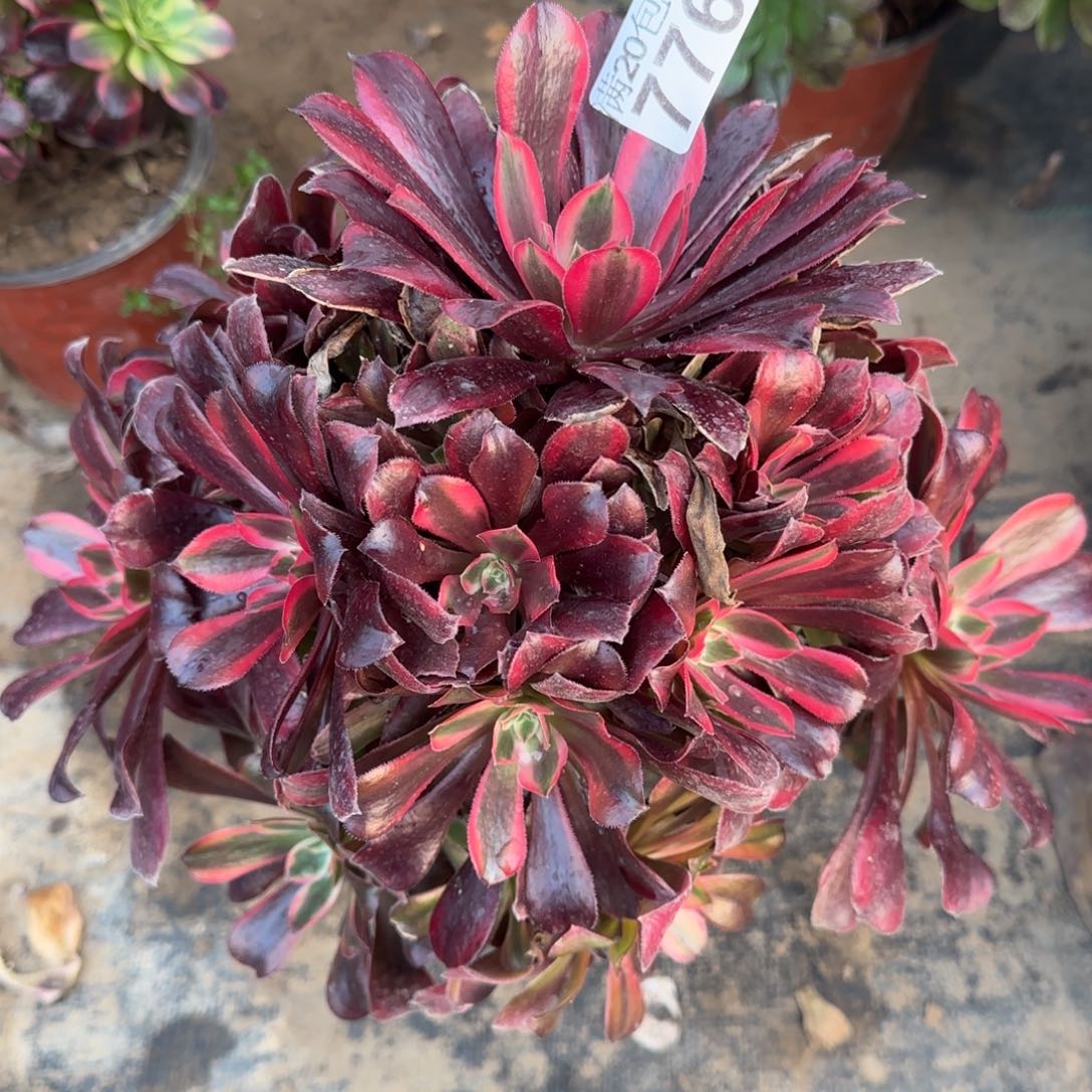 蒙娜丽莎776满20包邮断枝不包