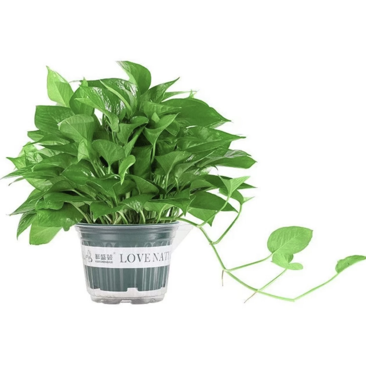 芭乐 9号 直播间实物为准一物一拍，花卉/绿植盆栽地栽-花园植物