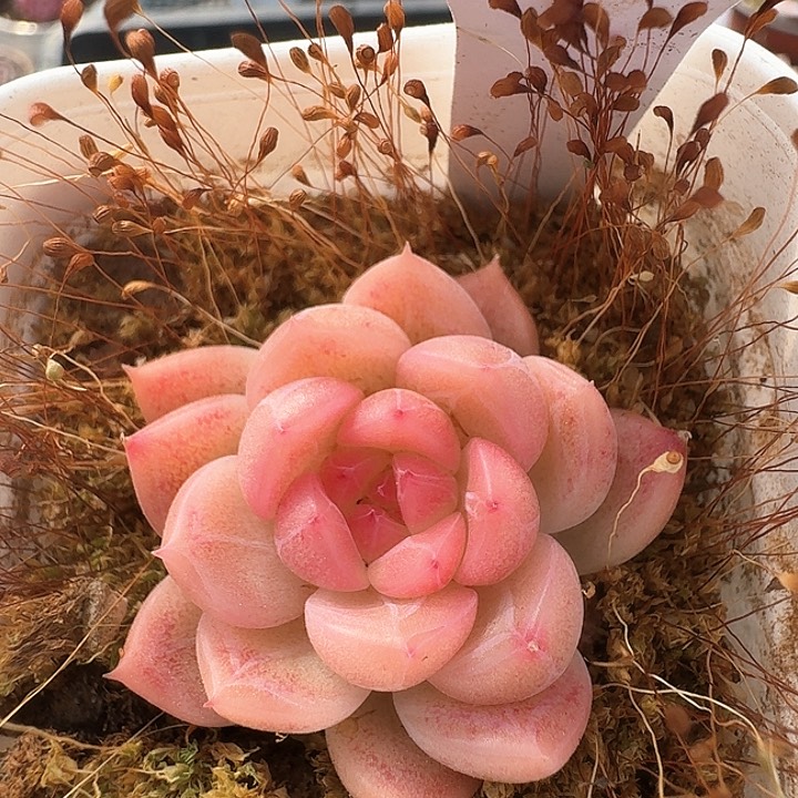 杂交多肉植物273