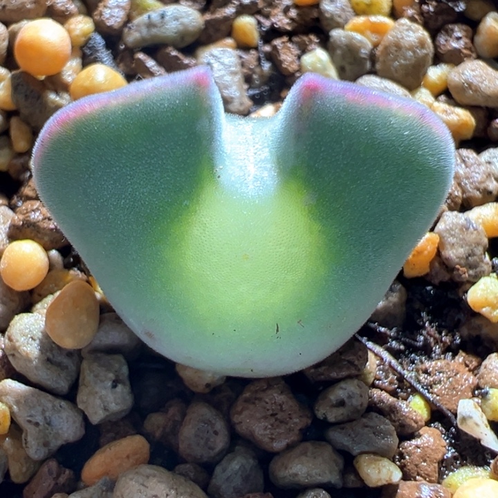 806。 青蛙种源优选三年大眼空蝉。 必爆双。 八八折后价。  