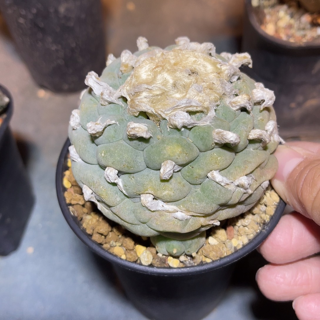 日系大尤龟甲鱼一物一拍