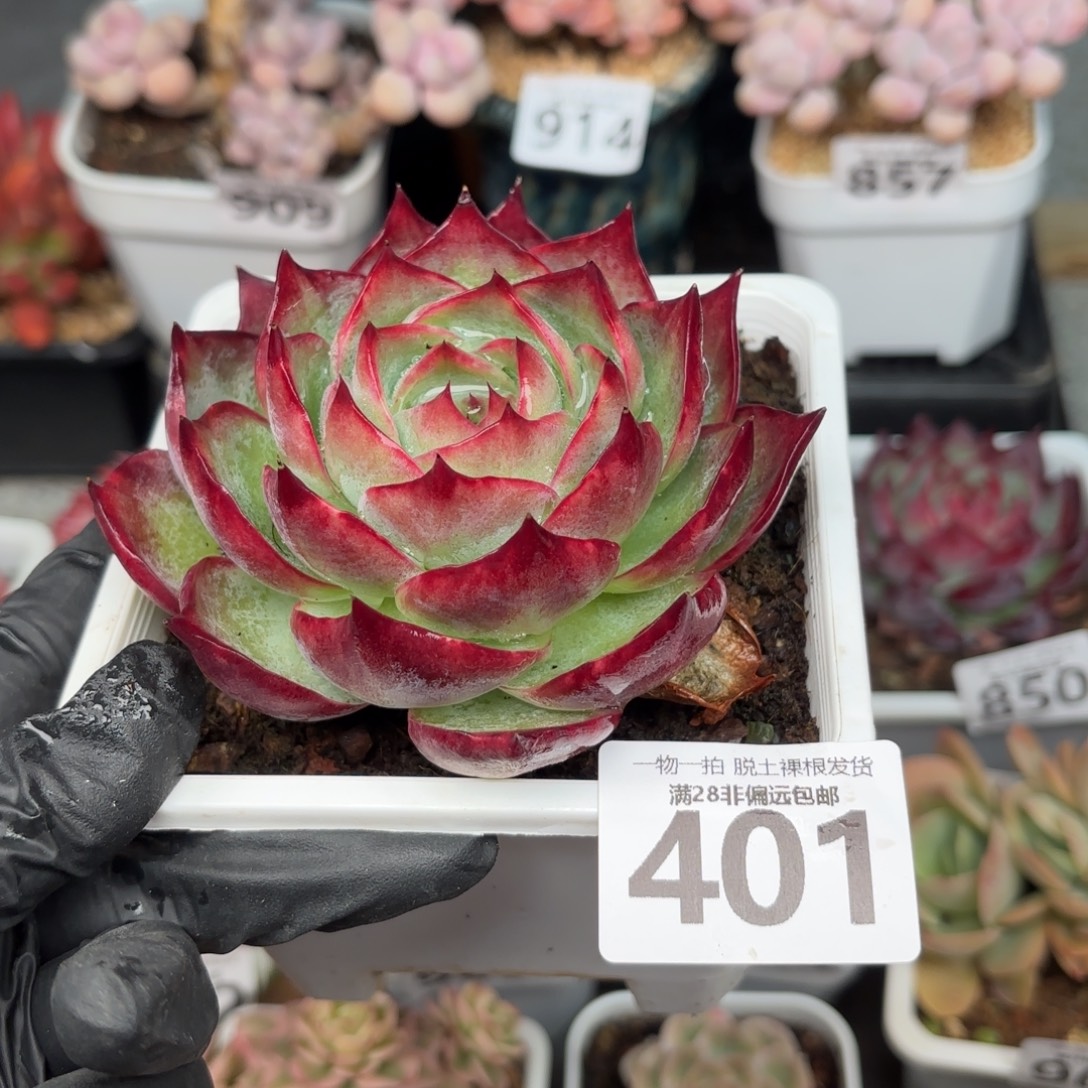 大惊鸿仙子无盆土发货