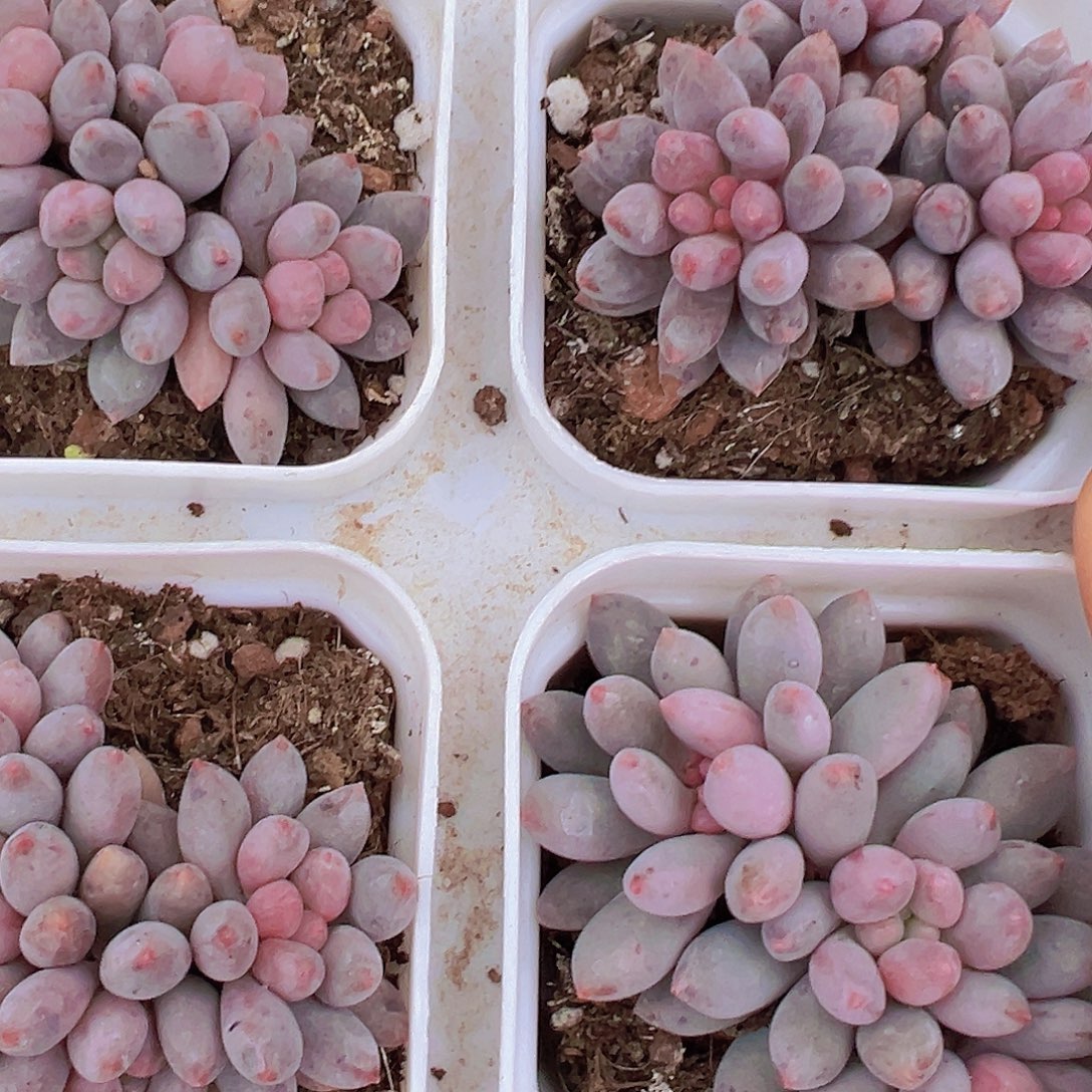 蓝舌美人群19包邮