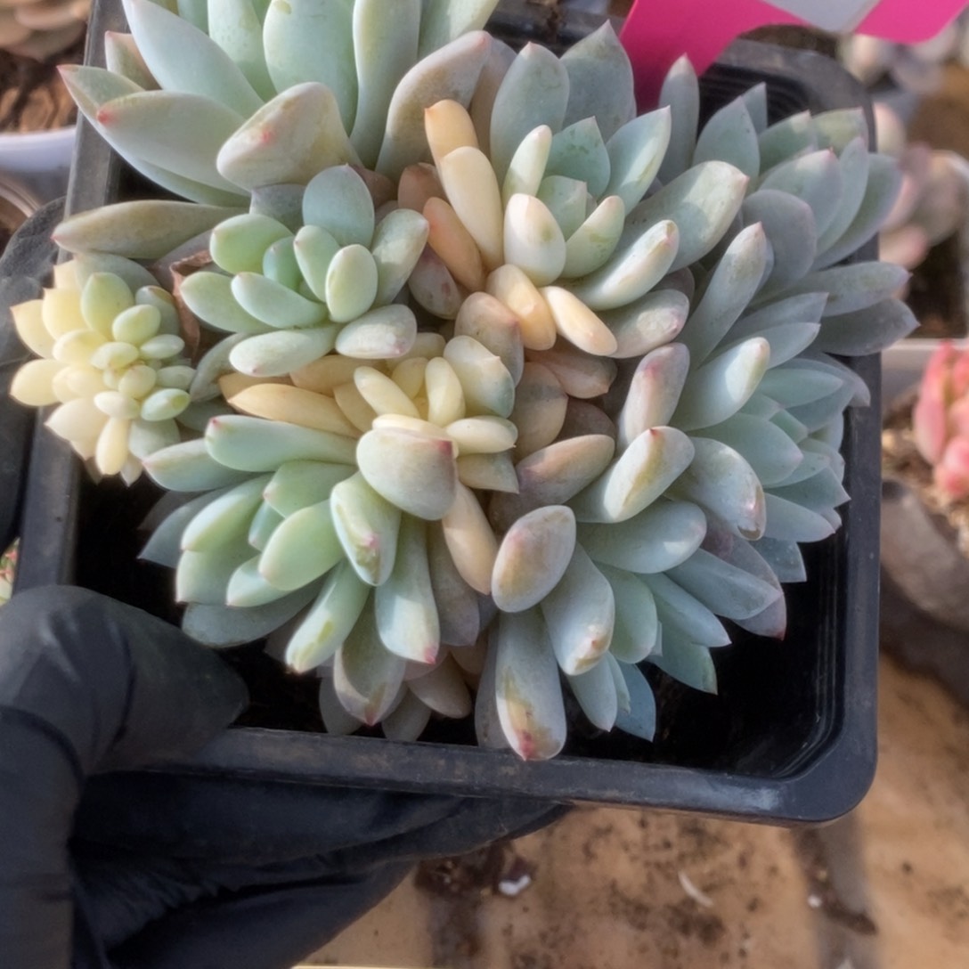 555橙子锦锦锦锦锦锦