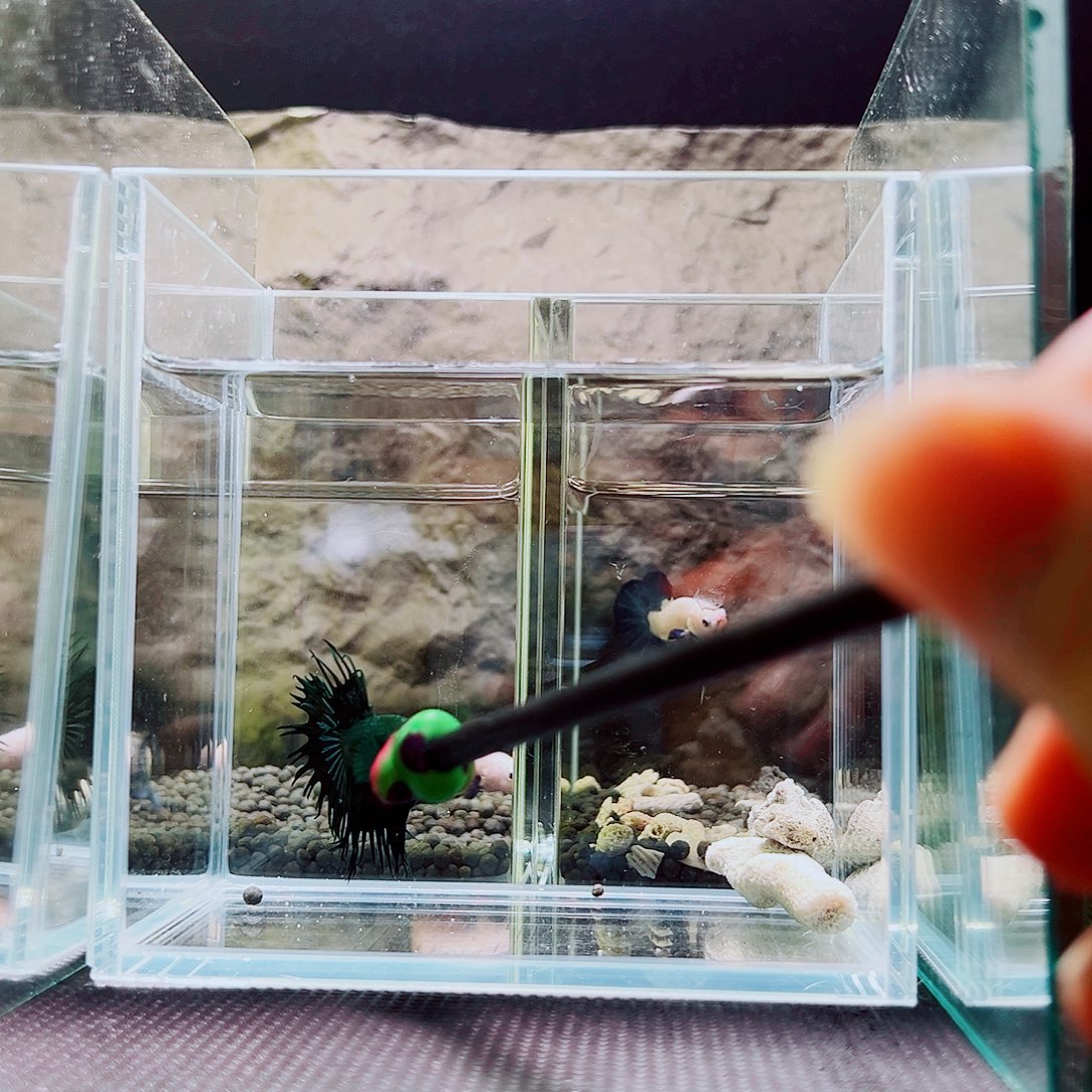 斗鱼精品精品精品精品精品