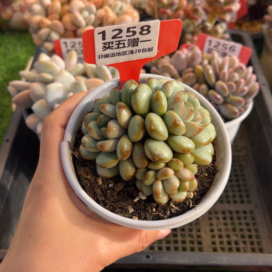 表妹精品多肉1258.