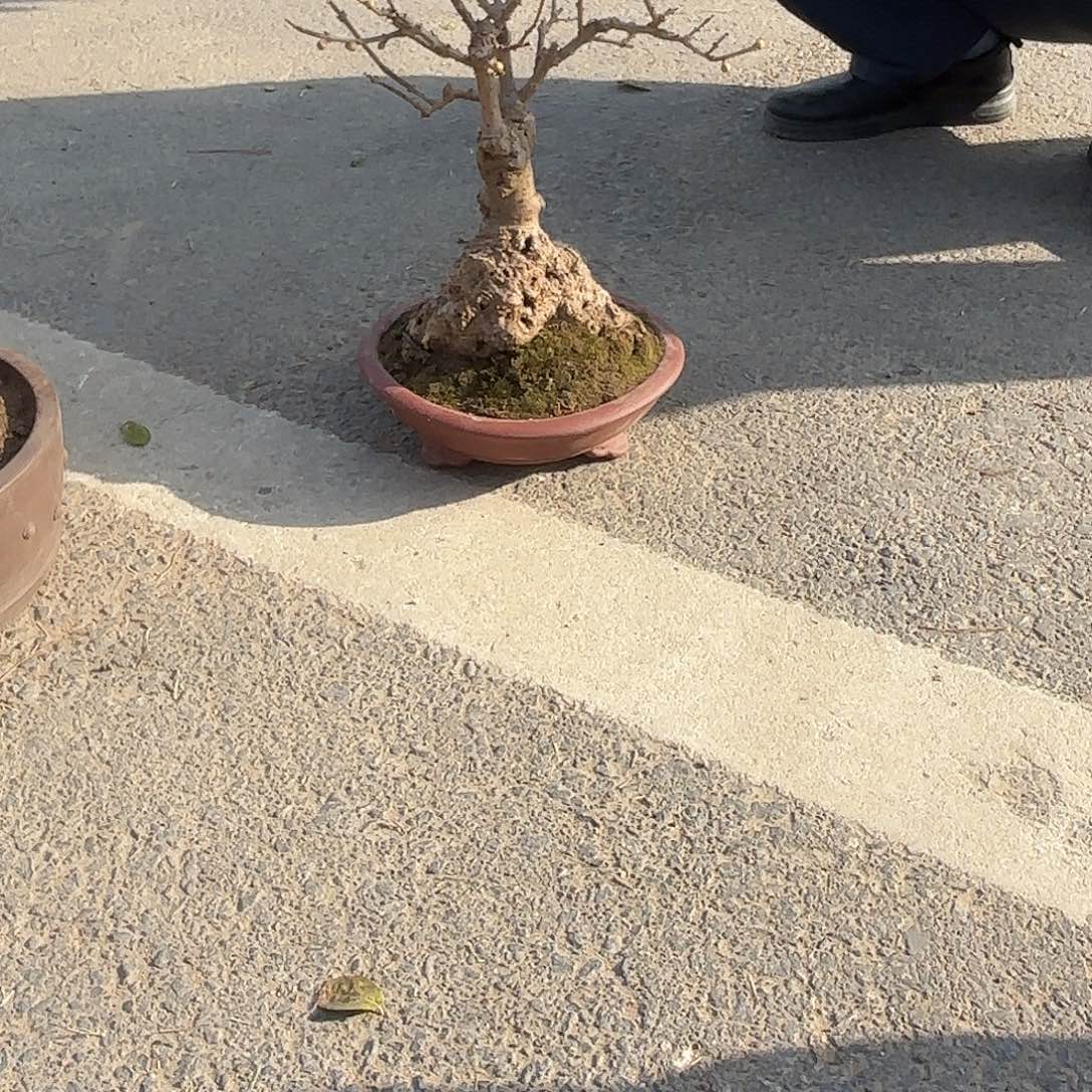无花朵腊梅盆景造型盆栽花卉