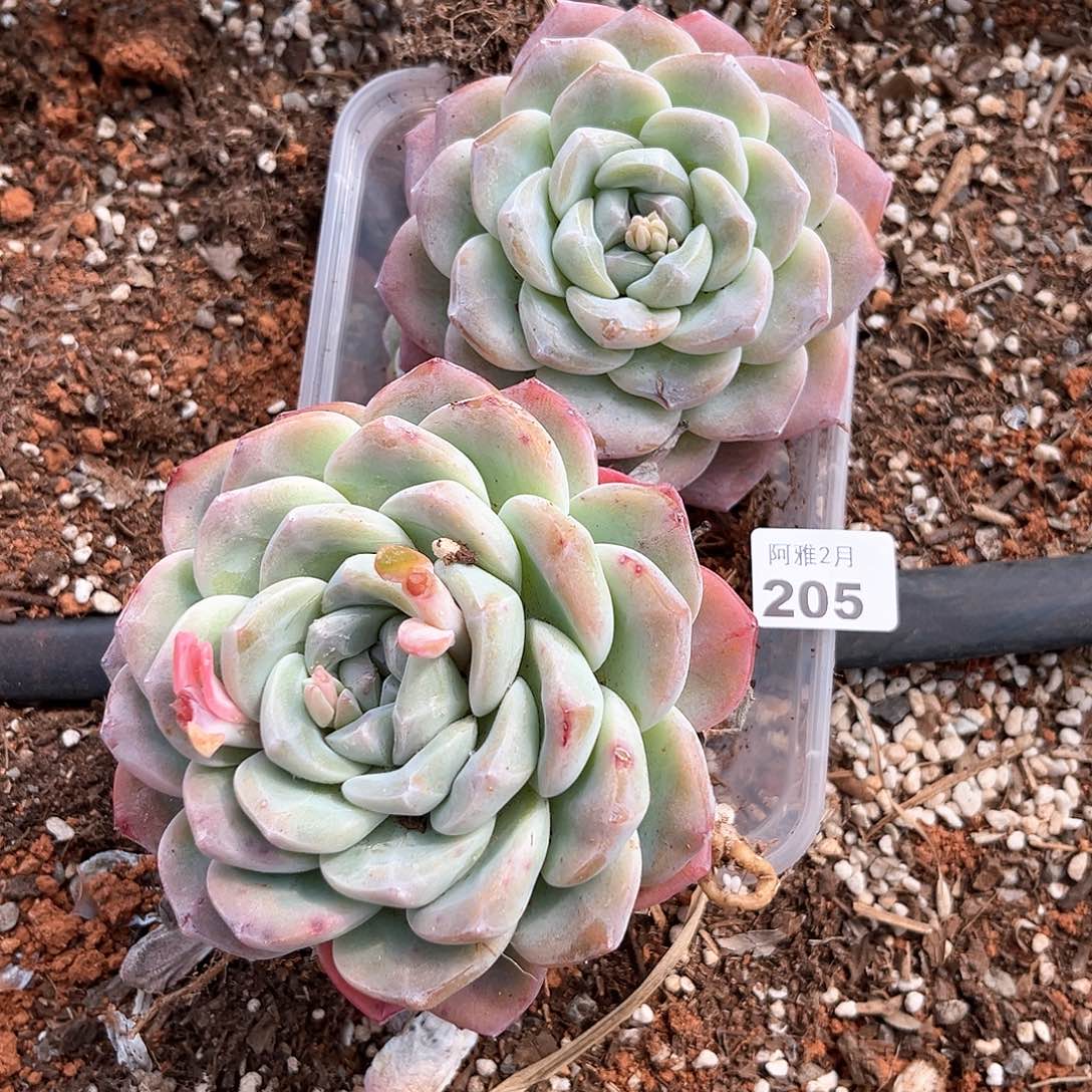 带桩发货。      205