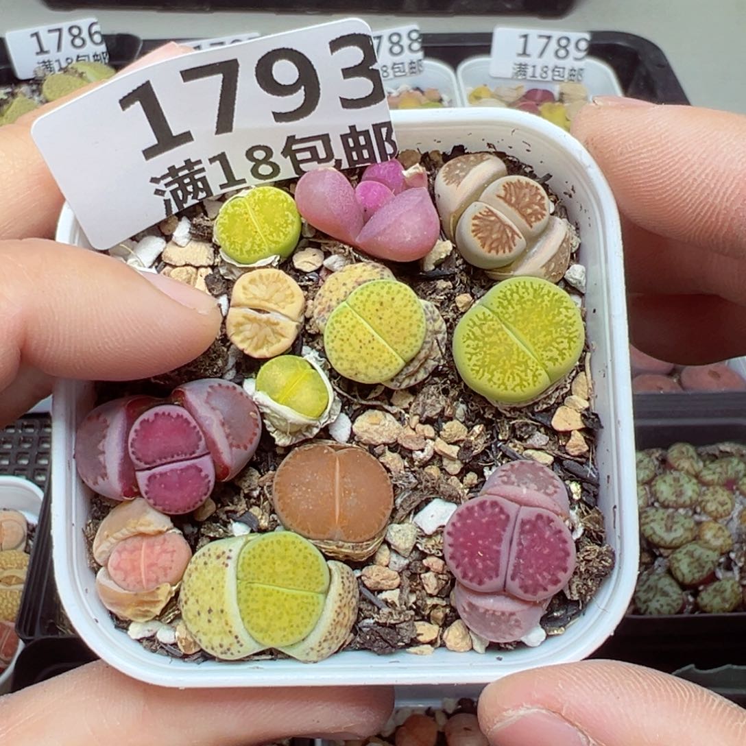 【闪购商品】1793……