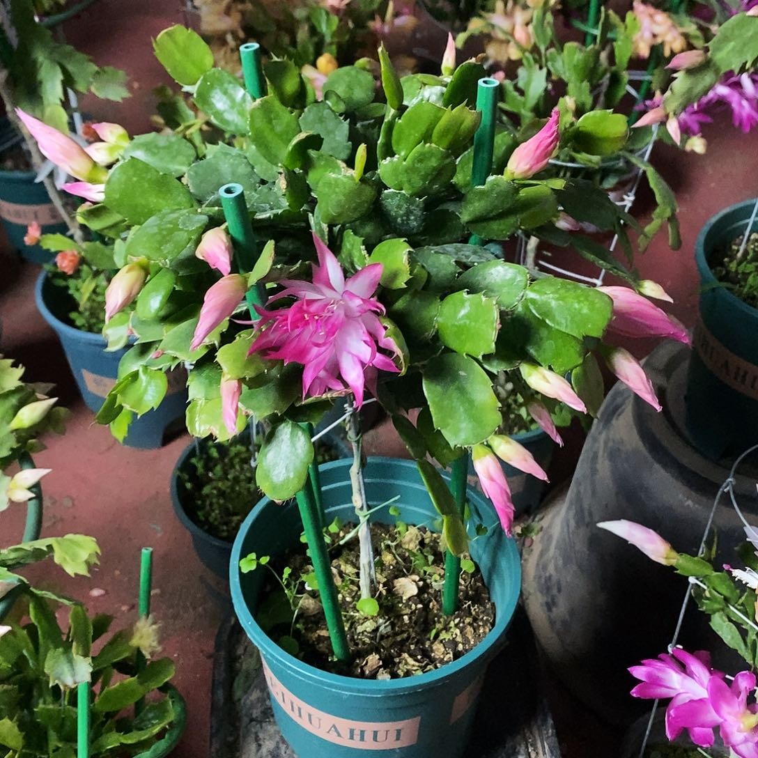 平***乐完全开放叶仙嫁接粉色054