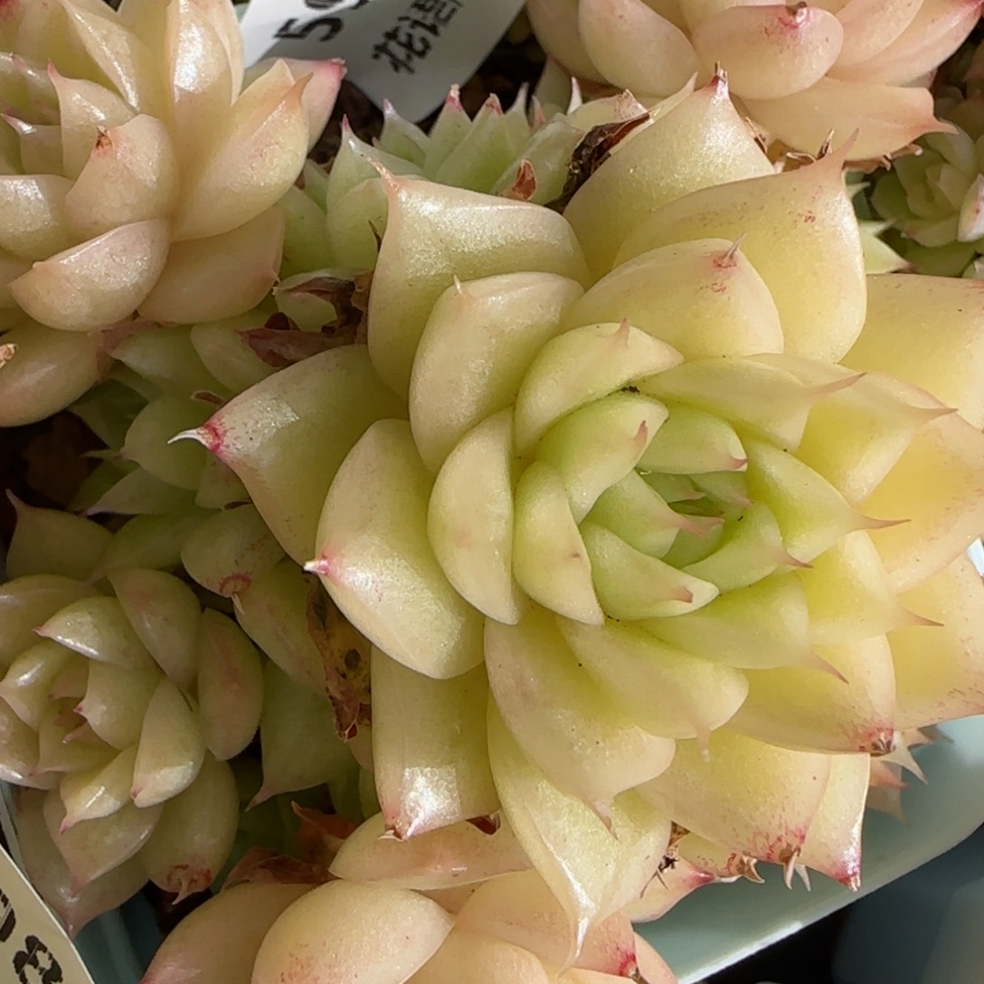 花语逸镜0130-599散