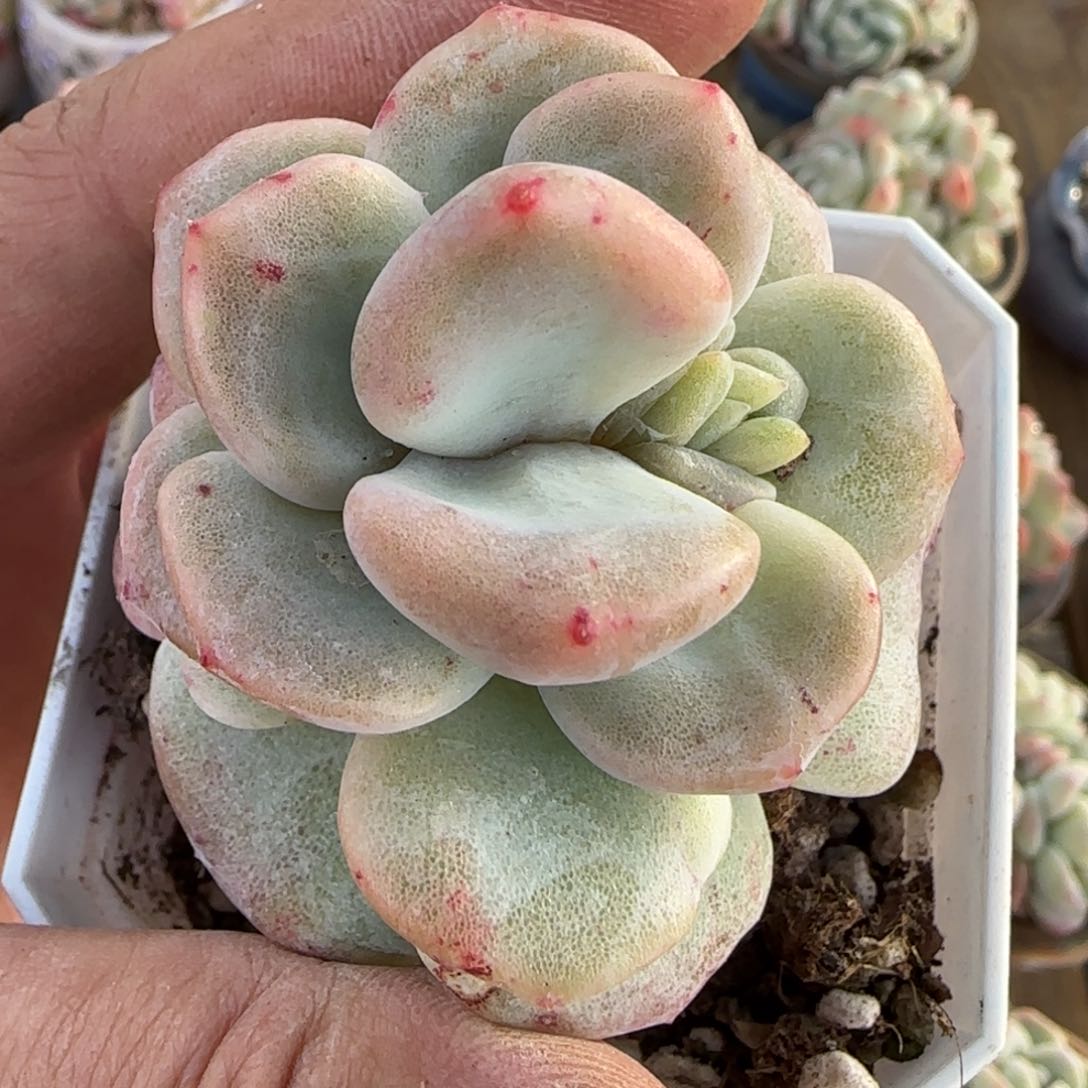 冰玉石化缺心眼多肉