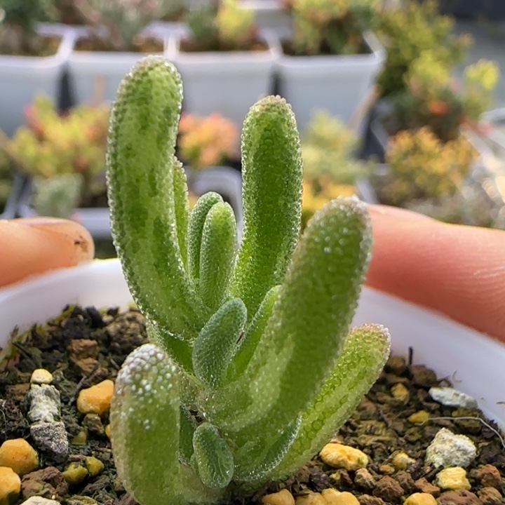 拉丝钻石黄锦植物枝干