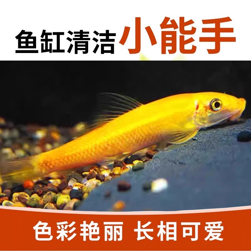 金苔鼠鱼清道夫吃鱼缸青苔垃圾除藻清洁工具鱼活体热带小型淡水鱼