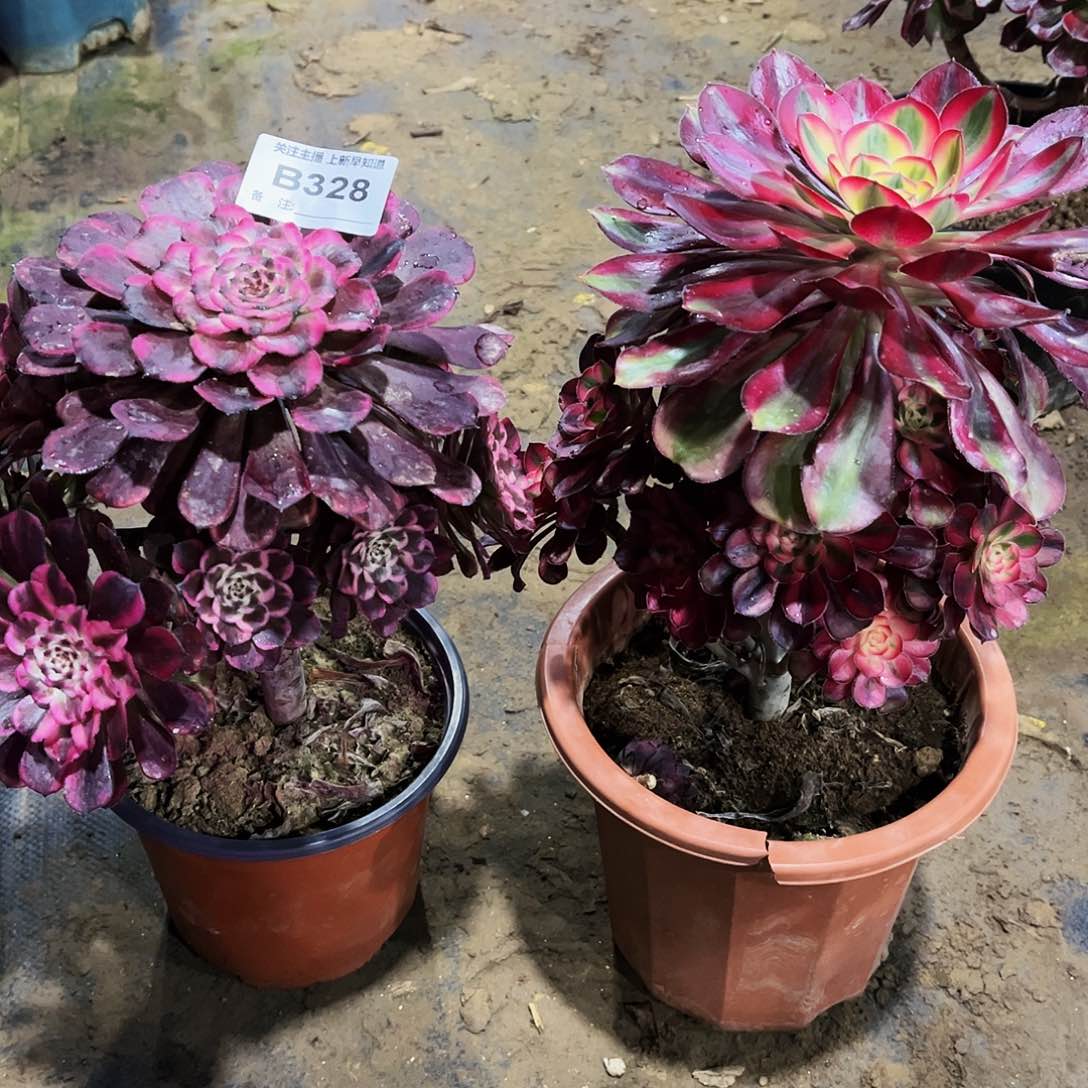 多肉植物328黑天使，香奈儿