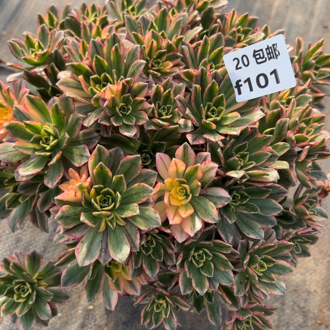 101甜茶，满20包邮嘟叮熊