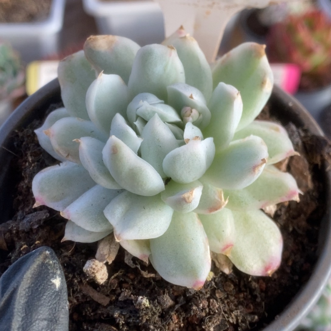 597东云杂锦锦锦锦