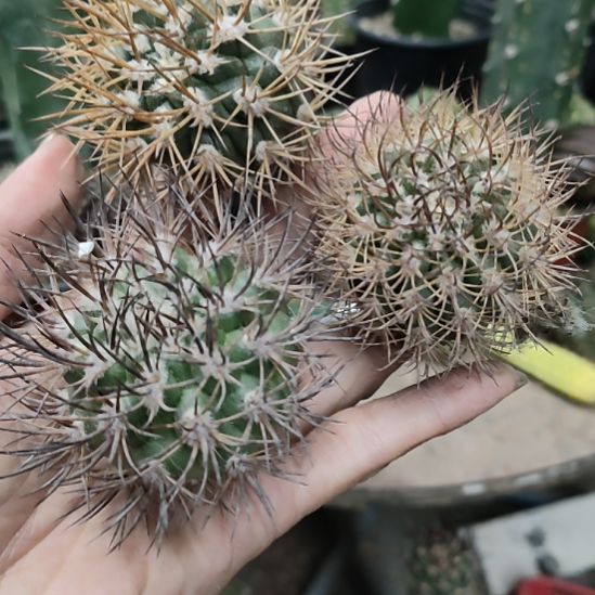 仙人球刺球三个打包