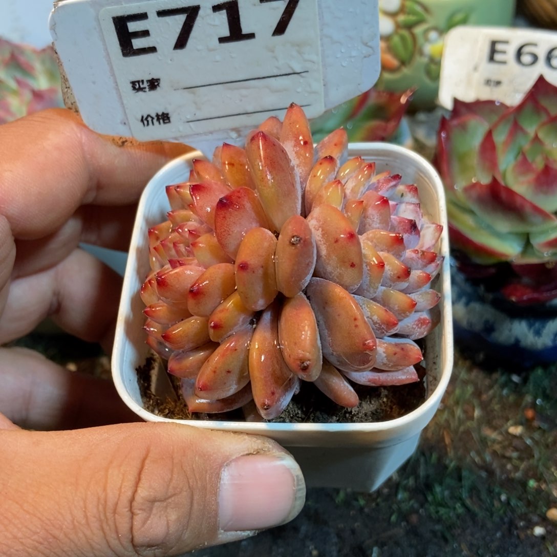 玉芙蓉多肉植物保717