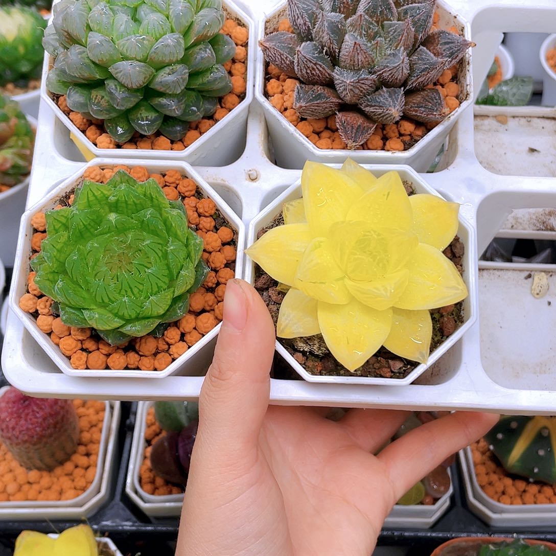 粉龙珠，紫狐狸，蝉翼，黄金，白盆