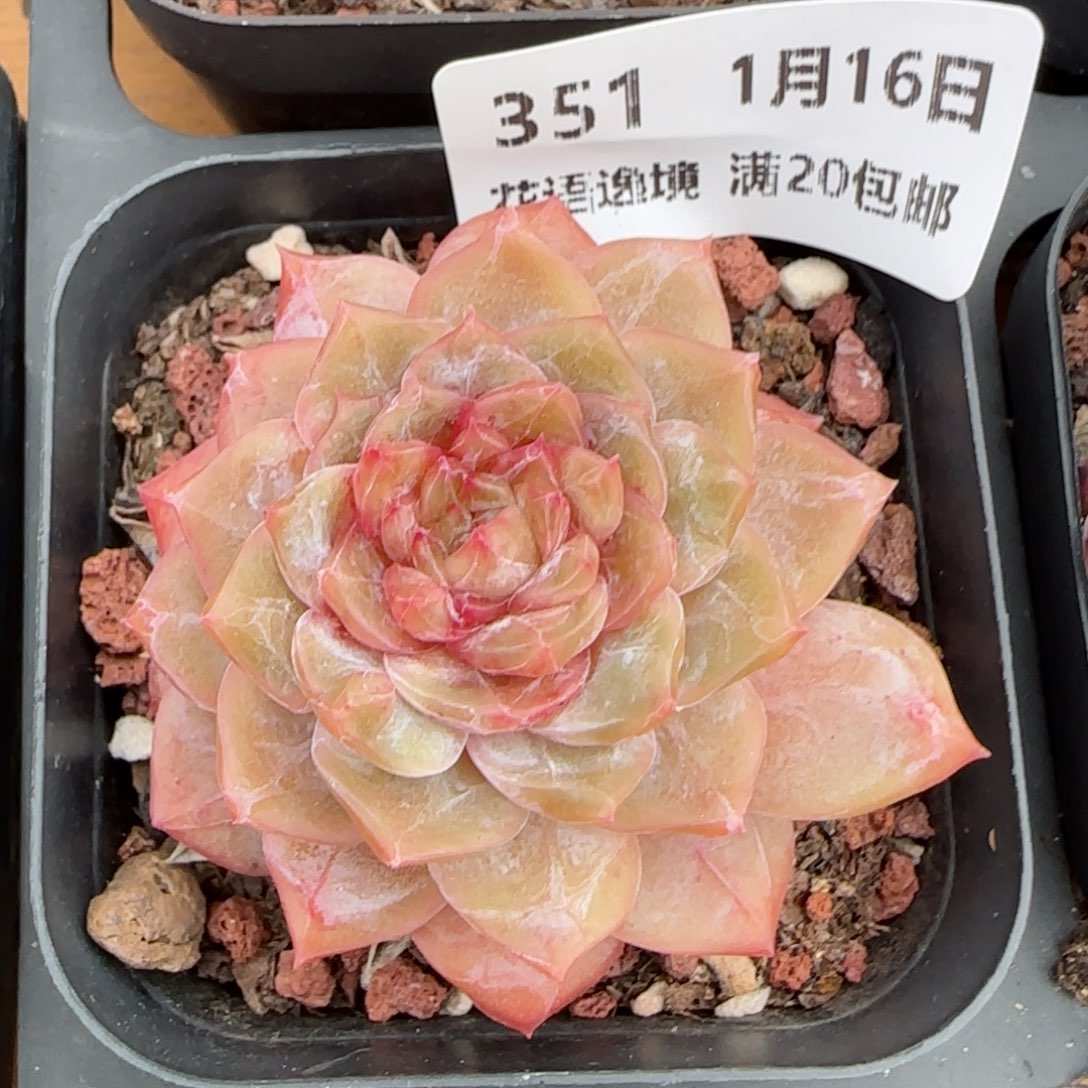 花语逸镜0116-351