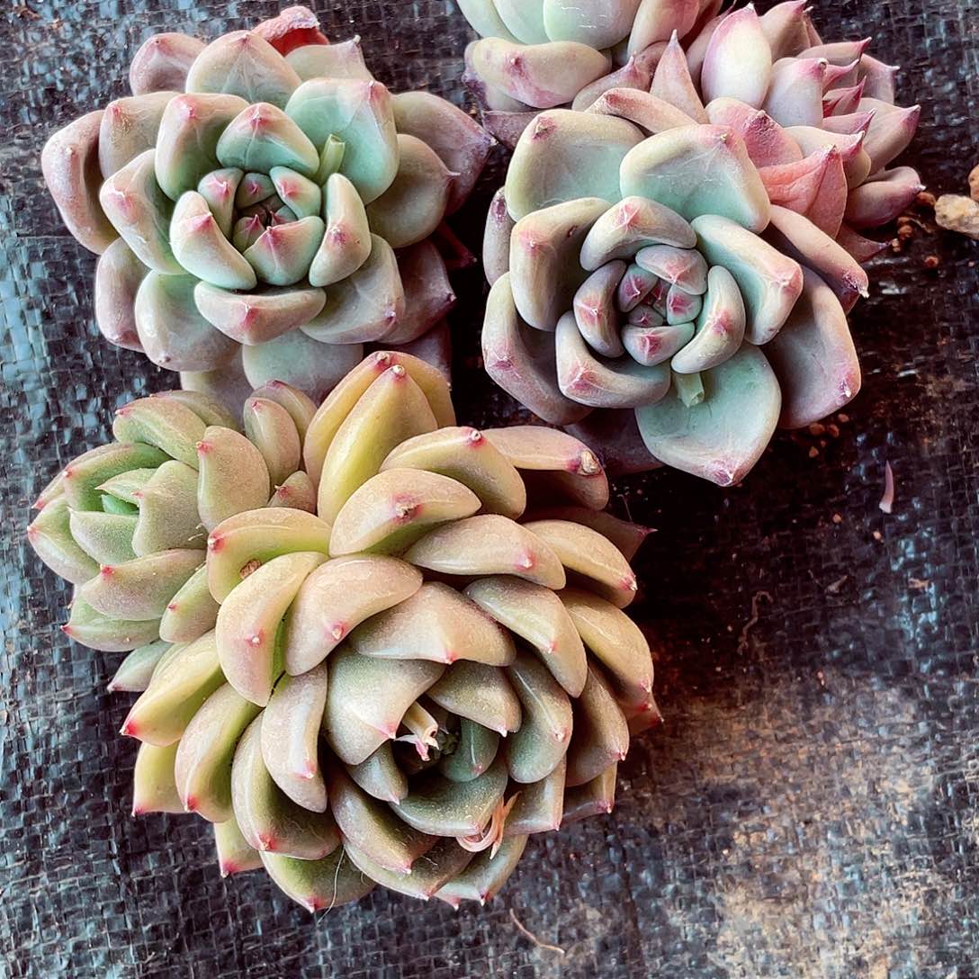 猫姐三个不知名包邮