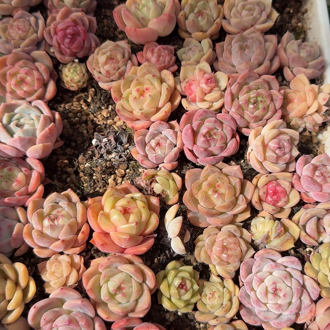 1229-08多肉一物一拍