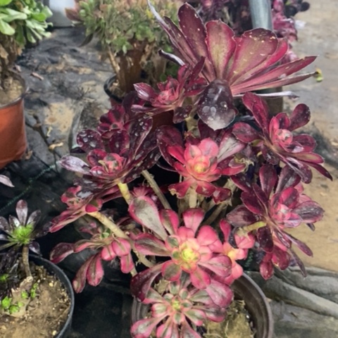 香奈儿多肉植物005