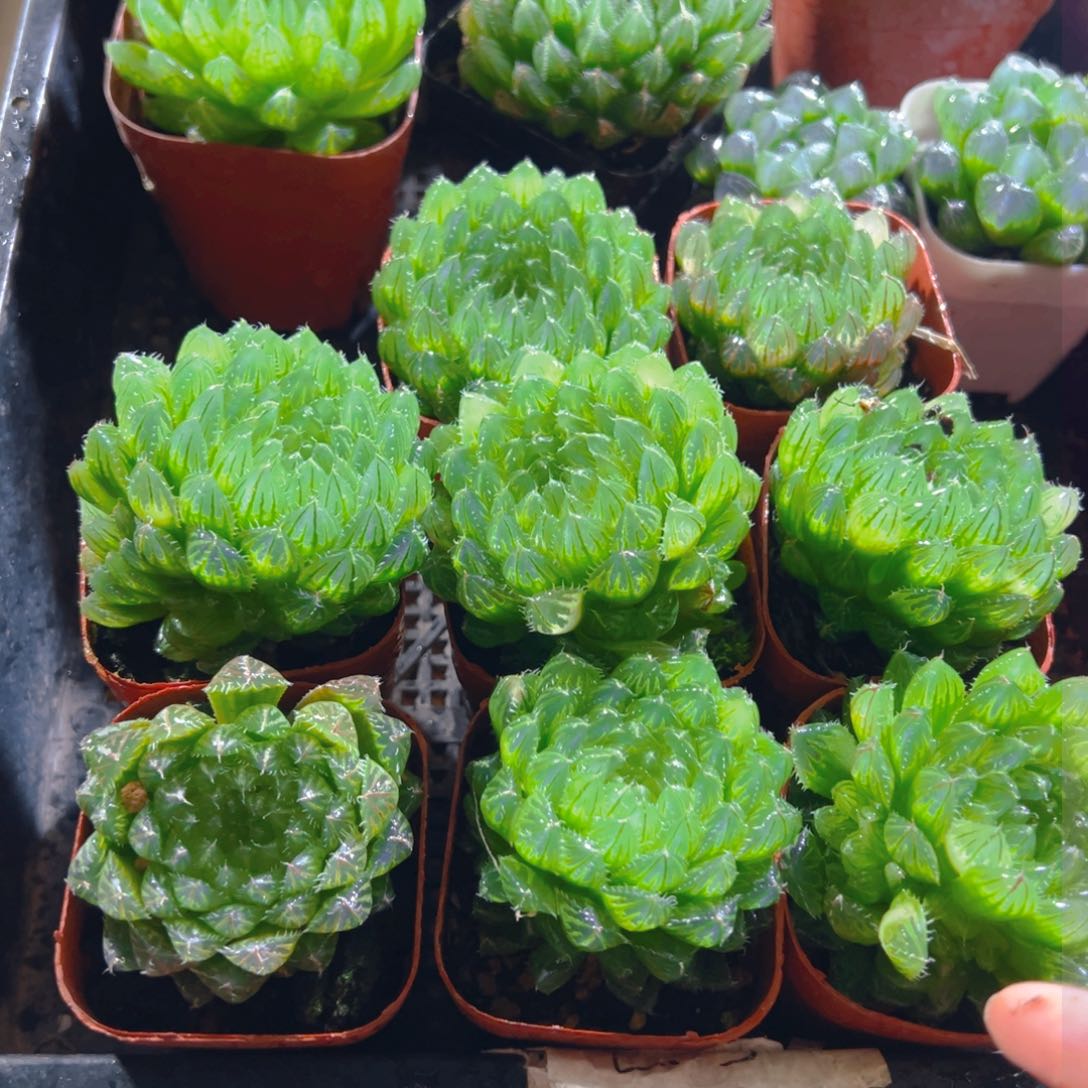 翠云玉露多肉多肉一颗