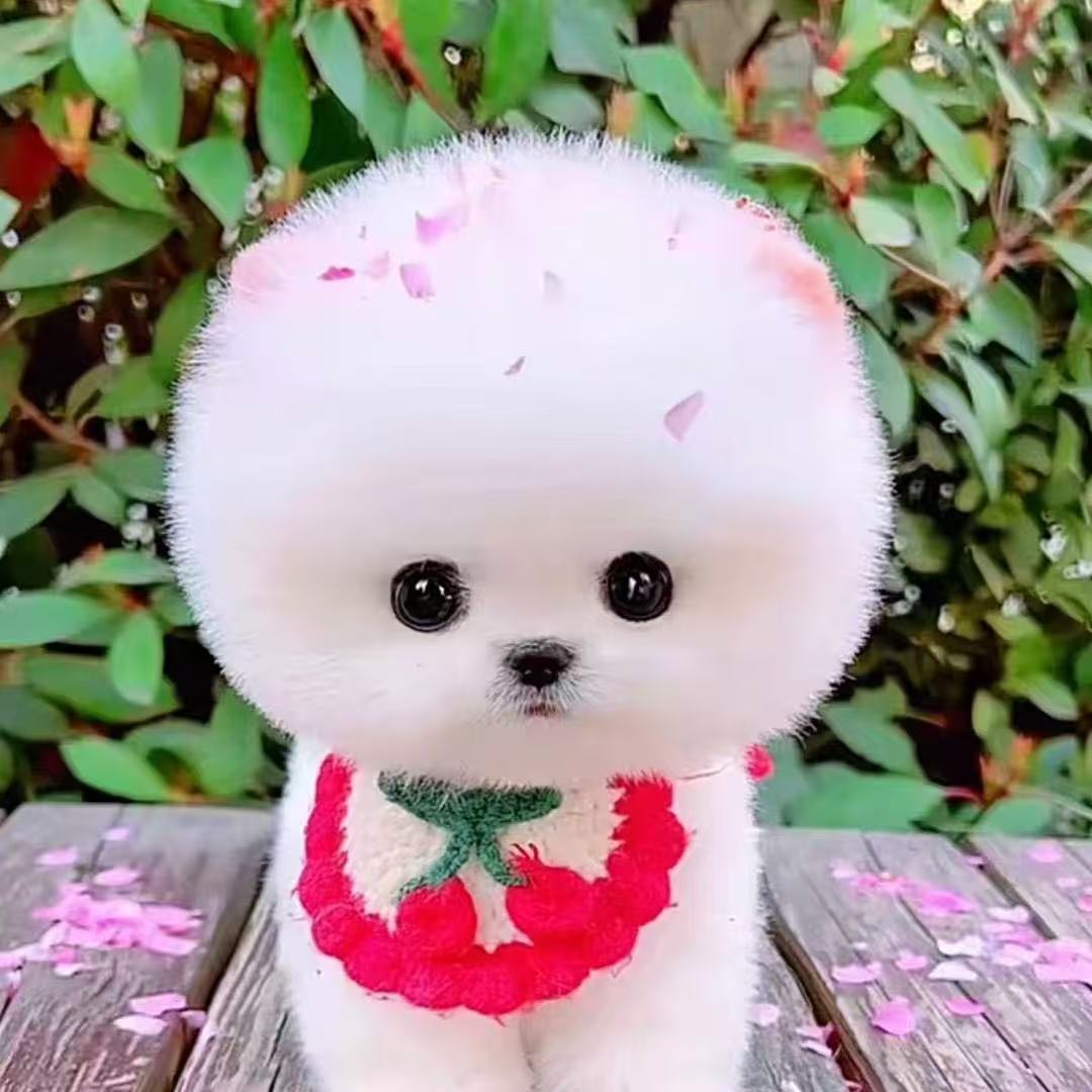 【钱雨博美茶杯犬】狗狗活体链接