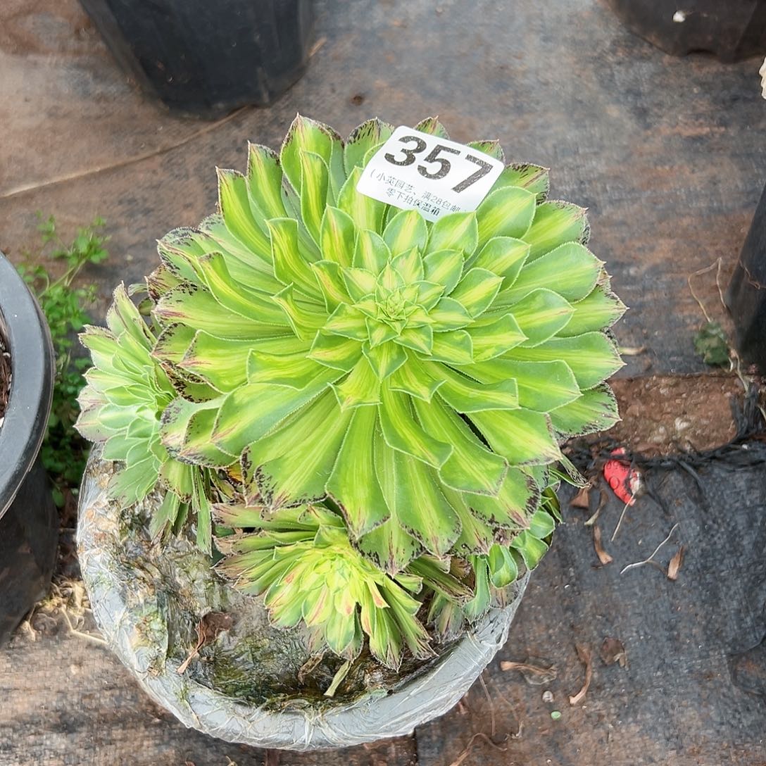 357多肉植物、知否