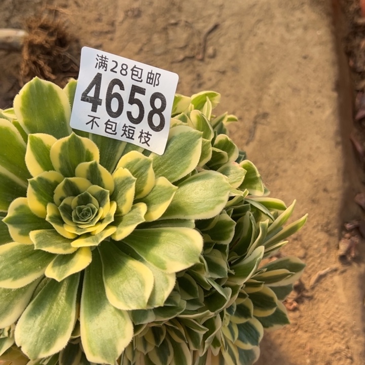 迈巴赫多肉植物法师4658