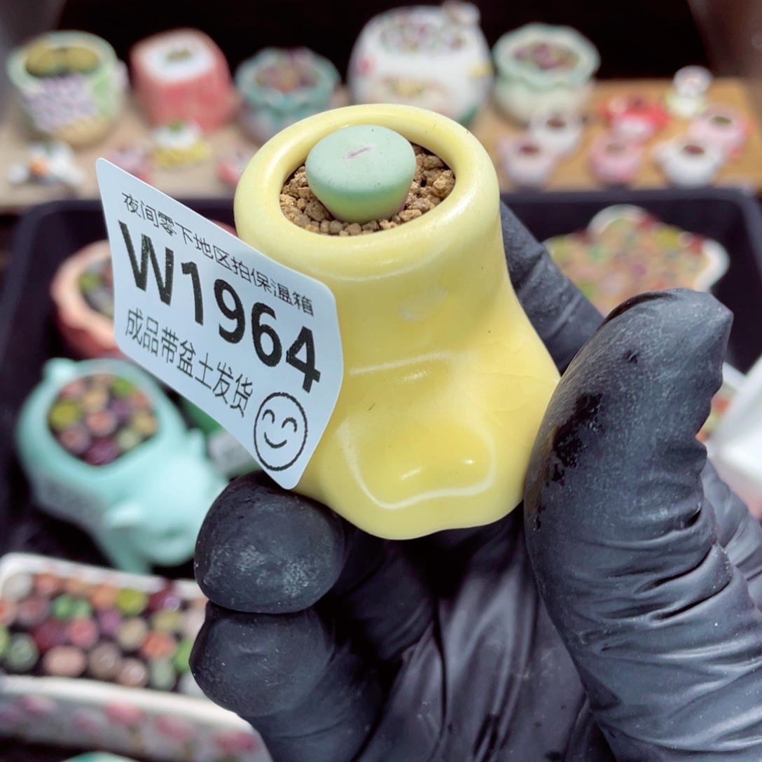 夜间零下地区拍保温箱w1964