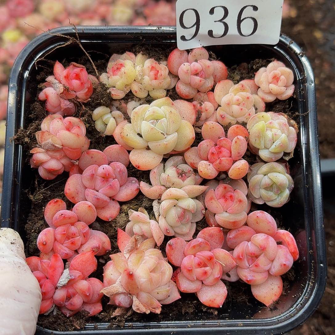 多肉植物多肉植物936