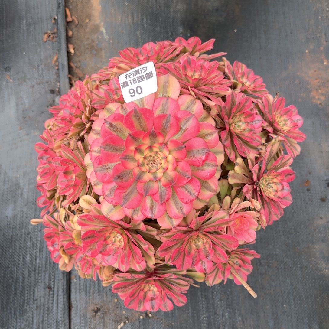 粉体红颜多肉植物90