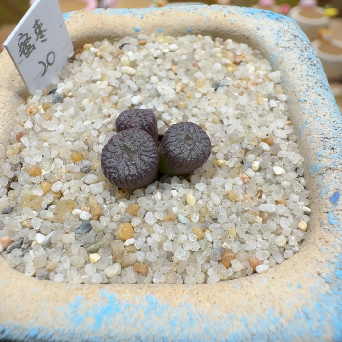 蘑菇1228蜜枣铜壶