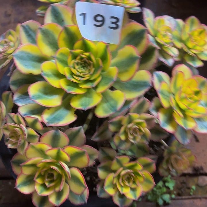 多肉植物福利来法师193