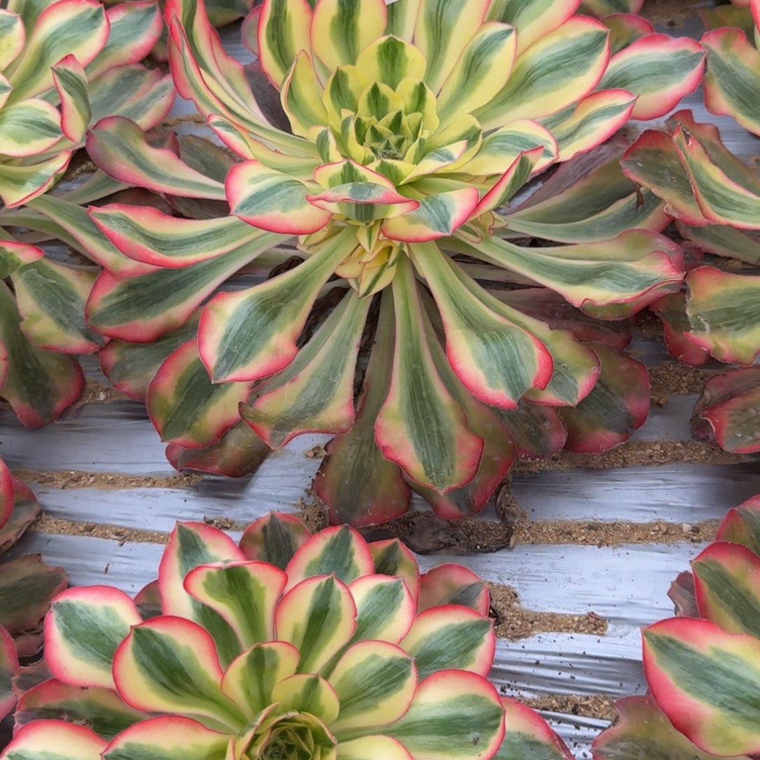 *****827爱丽丝到春。多肉植物