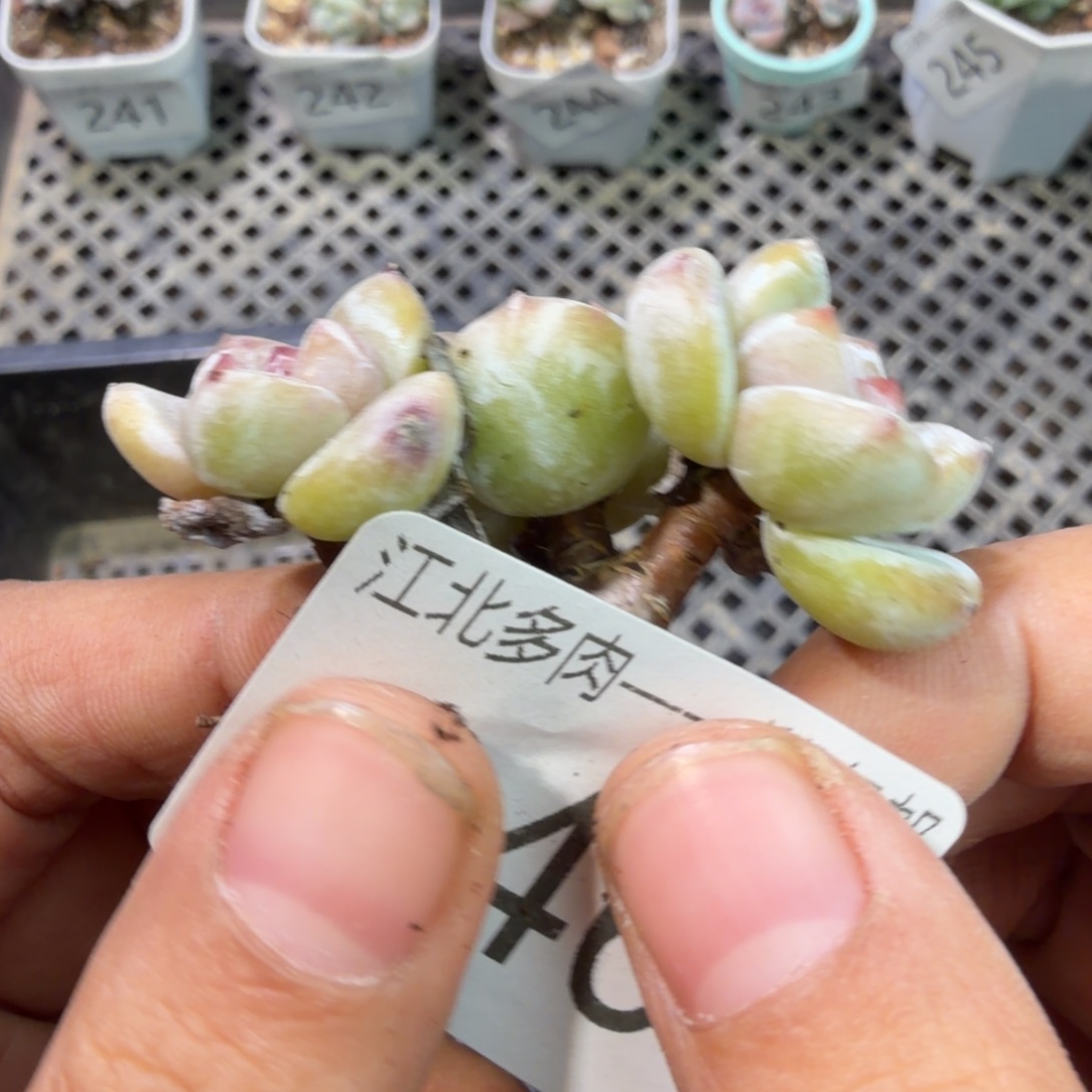 246 号到手一颗江北多肉