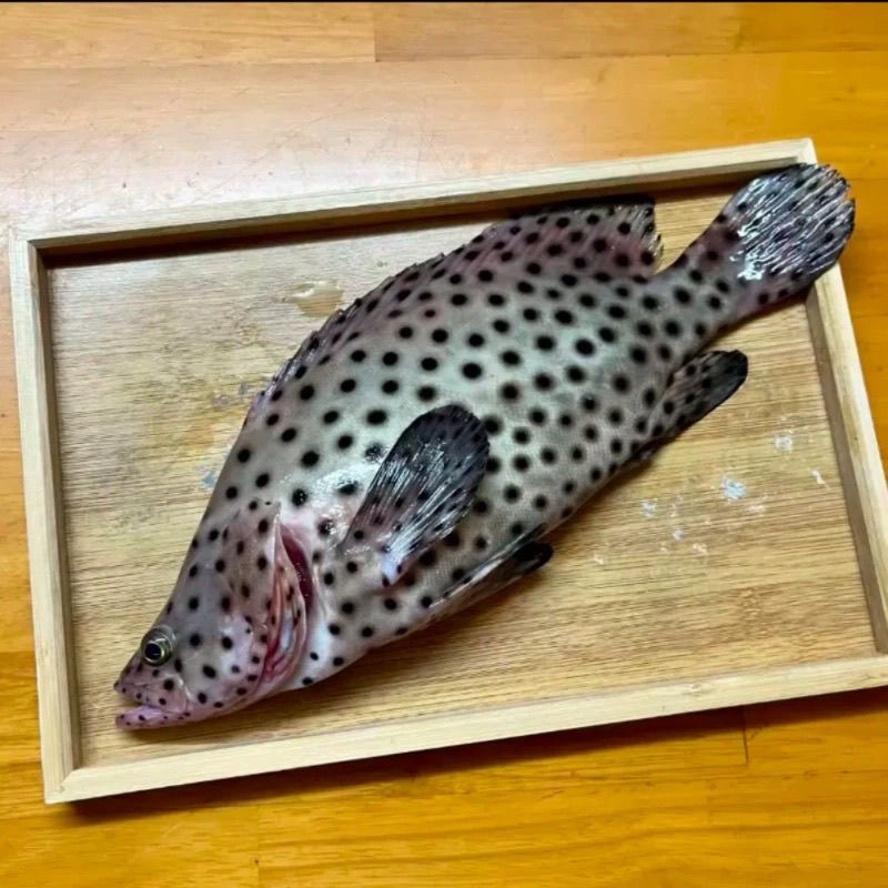 【聪哥聪嫂】新鲜深海老鼠斑肉质鲜嫩