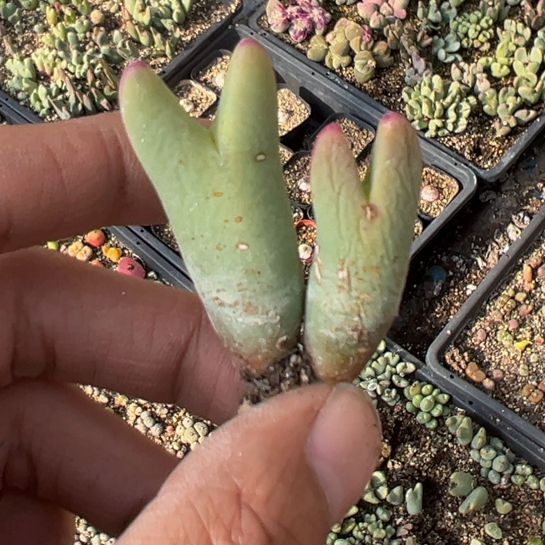 多肉植物111111111111