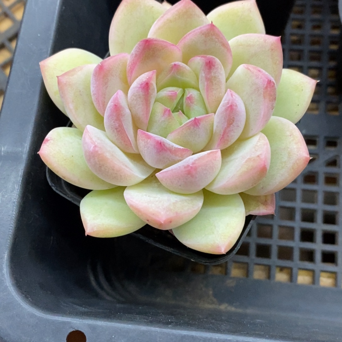 精品多肉一物一拍不包整344