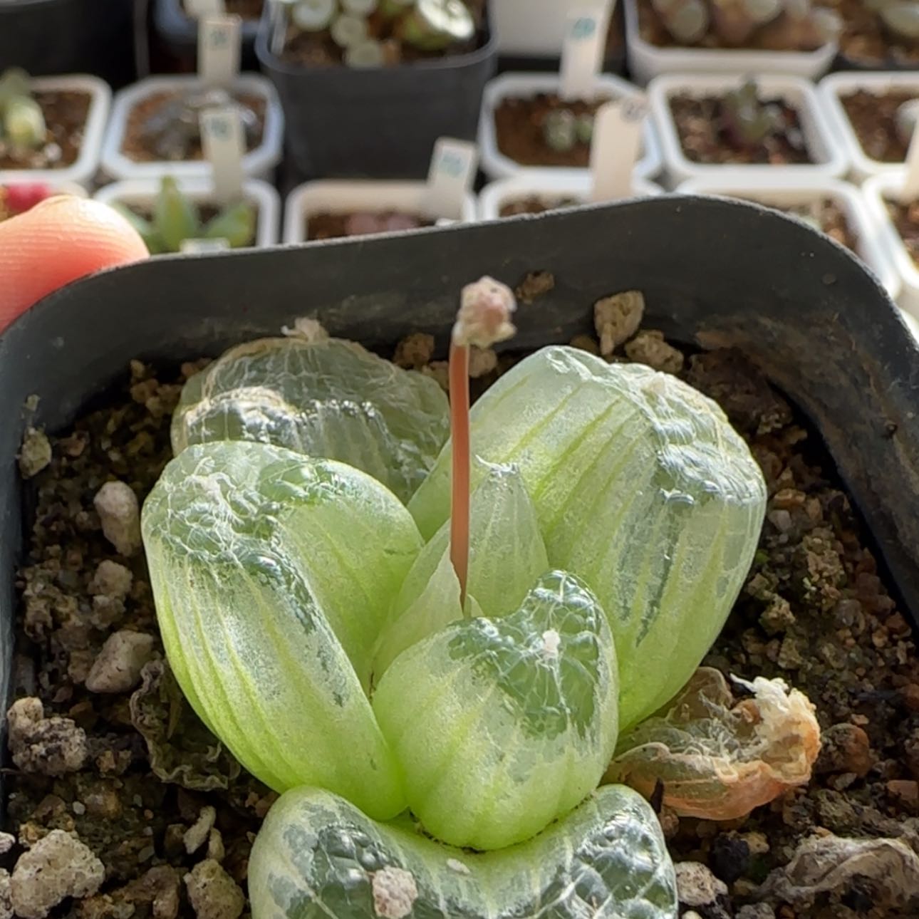 【闪购商品】7738