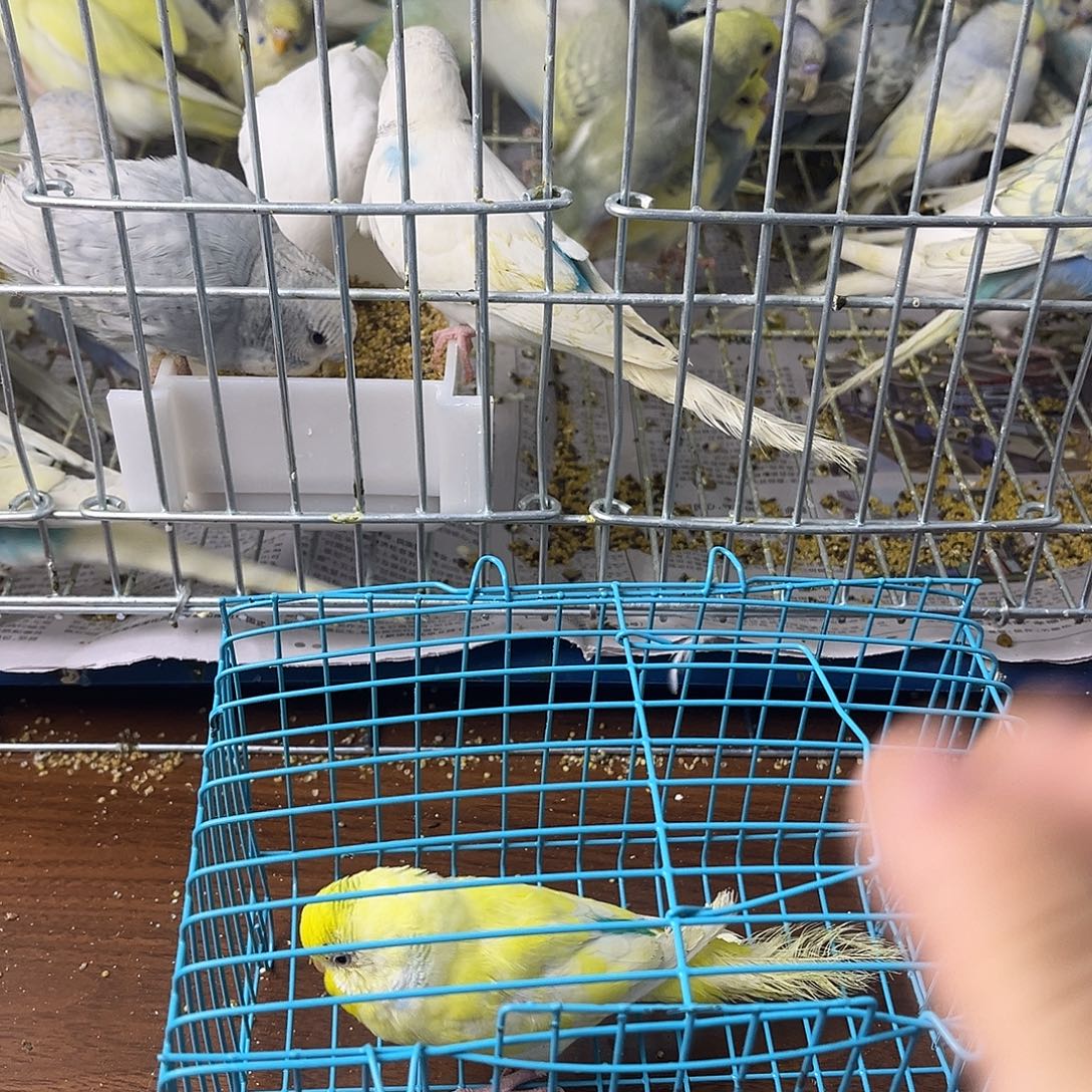 虎皮鹦鹉金彩鹦鹉